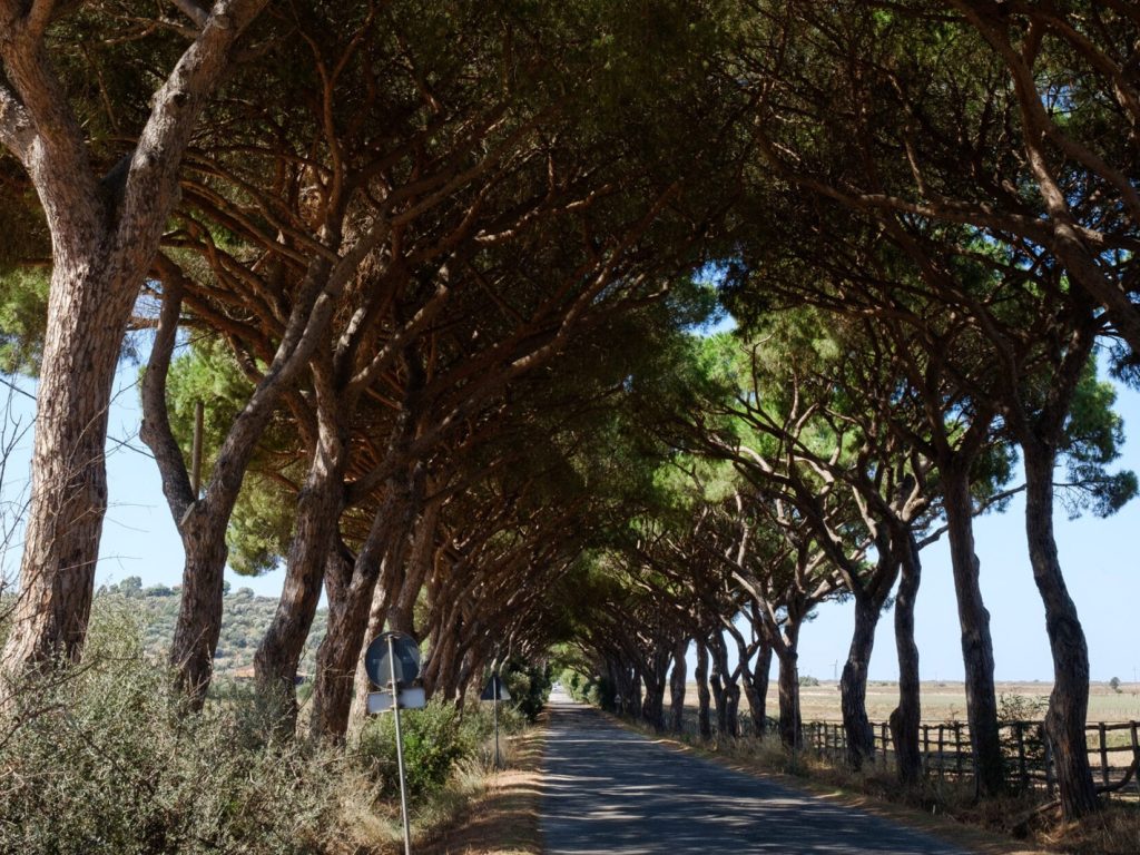 Strada asfaltata fiancheggiata da un lungo viale di pini marittimi