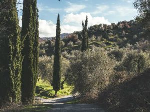 Viottolo tra cipressi e ulivi su un pendio collinare sotto un cielo con nuvole