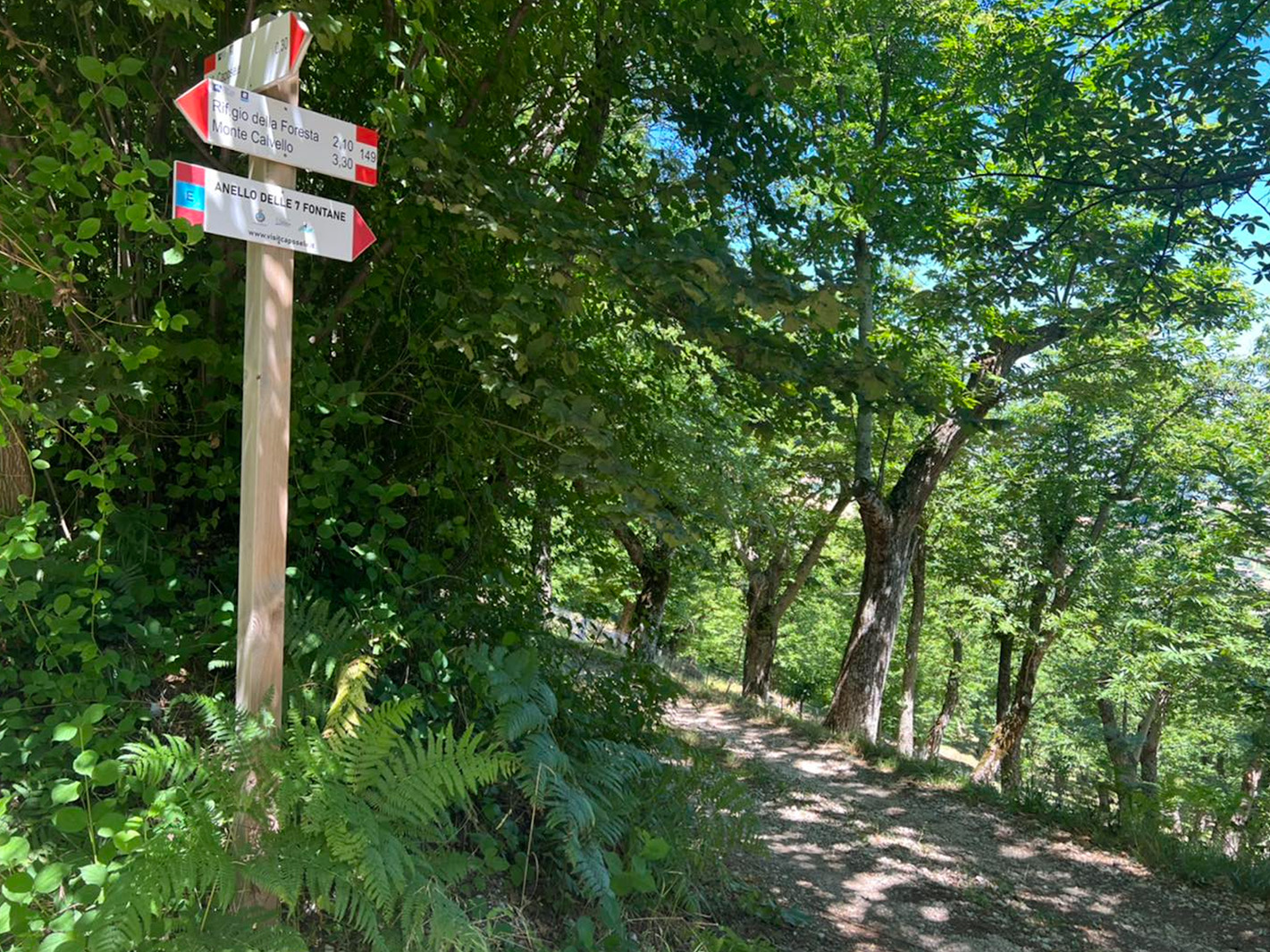 Segnaletica escursionistica su palo di legno all'inizio di un sentiero ombreggiato da alberi